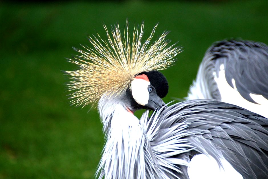 A grey crowned crane with detailed feathers and a bright golden crest.