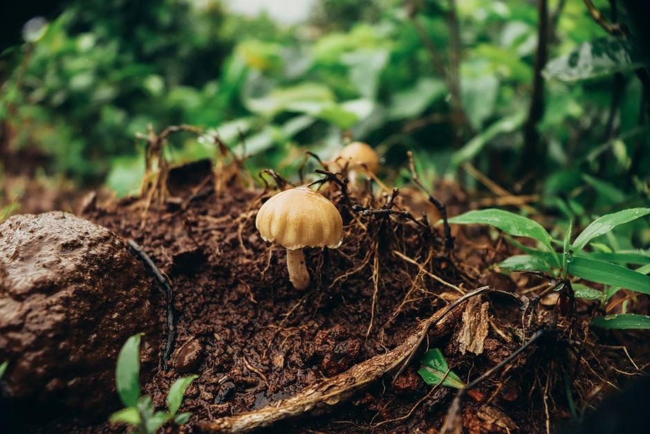 Forest mushrooms growing among leaves and moss on a shaded woodland floor.