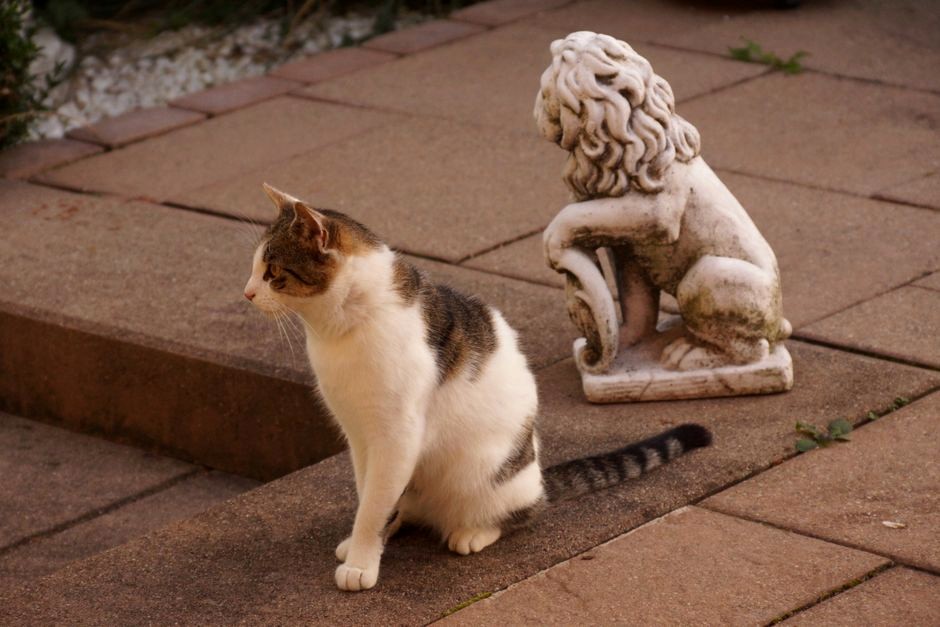 A cat resting beside a small stone lion sculpture in a quiet paved courtyard.